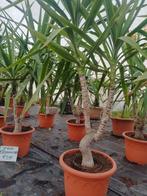Yucca elephantipes stam 80cm of dubbelstam, Ophalen, Overige soorten, Volle zon