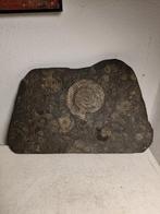 2918 Fossiele plaat met ammonieten, Ophalen of Verzenden, Fossiel