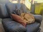 Mechelse herder te koop, Dieren en Toebehoren, Honden | Herdershonden en Veedrijvers, België, Particulier, Rabiës (hondsdolheid)