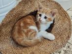 Kittens - jonge poesjes, Dieren en Toebehoren, Katten en Kittens | Raskatten | Korthaar, Meerdere dieren, 0 tot 2 jaar