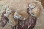 Rode boerderij kittens, Dieren en Toebehoren, Katten en Kittens | Overige Katten, Meerdere dieren, Kortharig, 0 tot 2 jaar