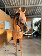 Knappe PRE ruin zoekt een nieuw huis, niet berijdbaar, Dieren en Toebehoren, Paarden, Ruin, Niet van toepassing, Recreatiepaard