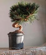 Pinus Thunbergii Senjyumaru pre Bonsai 15 jaar, Ophalen of Verzenden