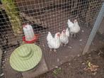 3 Hollandse krielkippen, Dieren en Toebehoren, Vrouwelijk, Kip
