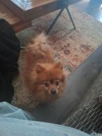 Pomeriaan dwergkees, Rabiës (hondsdolheid), Eén hond, 3 tot 5 jaar, Nederland