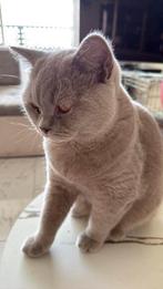 3 katten te koop, 0 tot 2 jaar