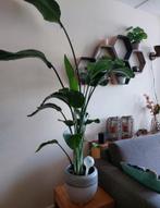 Strelitzia plant met pot, Ophalen, Halfschaduw, Minder dan 100 cm