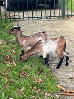 Dwerggeitjes   Dwerggeit, Dieren en Toebehoren, Vrouwelijk, Geit