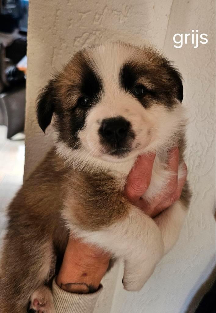 6 puppy's over 2 weken mogen ze weg, Dieren en Toebehoren, Honden | Niet-rashonden, Middel, Meerdere dieren, Particulier, Meerdere