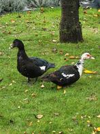 1 vrouwelijke barberie eend, kweekklaar, Dieren en Toebehoren, Vrouwelijk, Eend