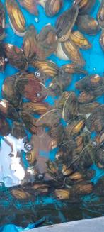 Stop groenwater met zoetwater de, Dieren en Toebehoren