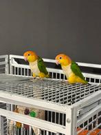 2 prachtige witbuik geeldij caiques, Dieren en Toebehoren, Vogels | Parkieten en Papegaaien, Vrouwelijk, Papegaai, Geringd