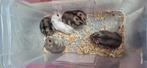 5 hamsters, Ophalen, Zo goed als nieuw, Beeldje of Figuurtje