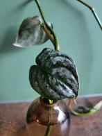 Philodendron Brandtianum, Huis en Inrichting, Kamerplanten, Overige soorten, Minder dan 100 cm, Groene kamerplant, Halfschaduw