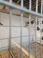 Rijst vogels, Meerdere dieren, Tropenvogel