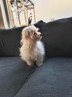 Lieve maltipoo pup (teefje) te koop!, Dieren en Toebehoren, 15 weken tot 1 jaar, Overige rassen, Teef, Parvo