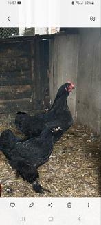Brahma hen + Australorp hen, Dieren en Toebehoren, Pluimvee, Vrouwelijk, Kip
