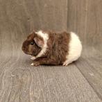 Cavia us-teddy beertje, Dieren en Toebehoren, Knaagdieren, Cavia, Juni, Mannelijk, Tam