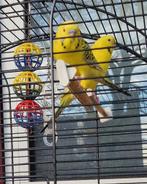 Koppels parkieten, Dieren en Toebehoren, Meerdere dieren, Kleurkanarie