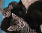 Vier lieve kittens zoeken een warm thuis, Dieren en Toebehoren, Katten en Kittens | Overige Katten