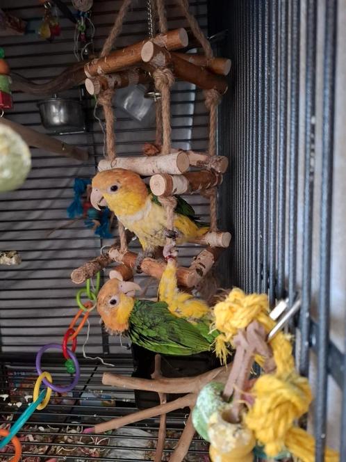 Caique koppel 1 jaar, Dieren en Toebehoren, Vogels | Parkieten en Papegaaien, Dwergpapegaai of Agapornis, Meerdere dieren, Pratend