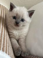 Prachtige Britse Korthaar kitten, Dieren en Toebehoren, Katten en Kittens | Overige Katten, Kater