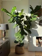 Ficus Lyrata 200-210 cm, Ophalen, Ficus, 200 cm of meer, Halfschaduw