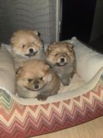 Pomeriaan pups, Parvo, Keeshond, 8 tot 15 weken, Meerdere