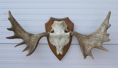 Groot Zweeds ELAND GEWEI op houten schild - ref. Q, Verzamelen, Dierenverzamelingen, Gebruikt, Gewei of Kop, Hert, Ophalen