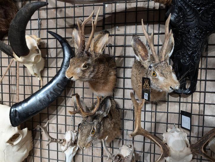 opgezet knert shoulder borst preparaat hert, Verzamelen, Dierenverzamelingen, Nieuw, Opgezet dier, Wild dier, Ophalen of Verzenden