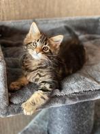 MAINE COON XXL KITTENS, Dieren en Toebehoren, Meerdere dieren, Ontwormd, 0 tot 2 jaar