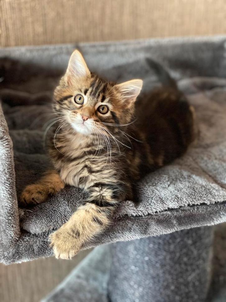 MAINE COON XXL KITTENS, Dieren en Toebehoren, Katten en Kittens | Raskatten | Langhaar, Meerdere dieren, 0 tot 2 jaar, Ontwormd