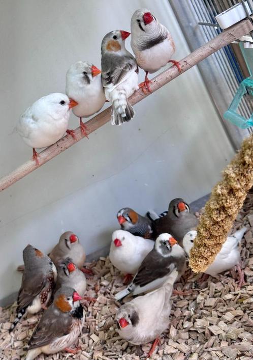 Zebravinken koppels, Dieren en Toebehoren, Vogels | Overige Vogels, Tropenvogel, Meerdere dieren