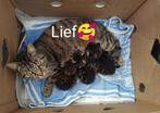 2 nestjes kittens te koop !!🥰GEEN poesjes beschikbaar!!, 0 tot 2 jaar, Ontwormd, Poes