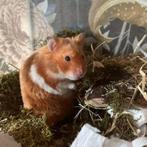 Goudhamster zoekt een huisje!, Dieren en Toebehoren, Knaagdieren, Mannelijk, Hamster, Tam