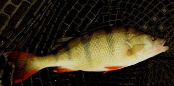 Deel 6) 3 sets van elk 4 stuks Forel Ruisvoorn Baarsspinners beschikbaar voor biedingen