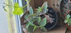mother of thousands, vetplant, grote stekjes, Ophalen, Vetplant, Halfschaduw, Minder dan 100 cm