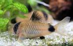 Corydoras panda, Dieren en Toebehoren, Vissen | Aquariumvissen, Vis, Zoetwatervis, Schoolvis