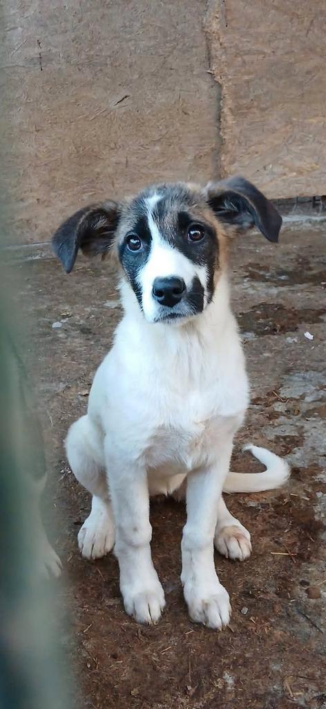 Yumi Ter Adoptie!, Dieren en Toebehoren, Honden | Niet-rashonden, Middel, Teef, Particulier, Eén hond, Buitenland, 15 weken tot 1 jaar