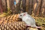 Jonge tamme chinese dwerghamsters ( direct van de fokker), Dieren en Toebehoren, Knaagdieren, Vrouwelijk, Hamster, Na 1 juli 2024
