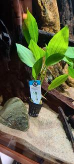 Echinodorus Subalatus   zeldzame plant, Dieren en Toebehoren, Vissen | Aquaria en Toebehoren, Nieuw, Plant(en), Steen of Hout