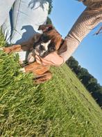 Prachtige boxer pup te koop!, CDV (hondenziekte), 8 tot 15 weken, Eén hond, Nederland