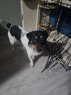 Jackrussel Reu 9maand, Reu, Eén hond, HCC (leverziekte), Nederland