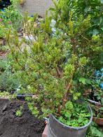 Taxus struik, gratis ophalen.zonder pot,, Ophalen, Taxus