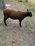 Mooi ramlam schapen bok, Dieren en Toebehoren, Schapen, Geiten en Varkens, Mannelijk, Schaap, 0 tot 2 jaar