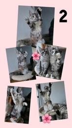 Prachtige Maine Coon Kittens – Sociaal & Gezond, Dieren en Toebehoren