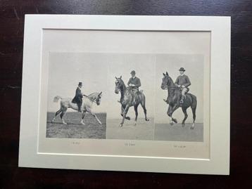 Paarden prent 1907 Le Pas Le trot Le Galop beschikbaar voor biedingen