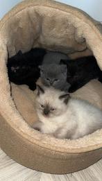 Britse Korthaar kittens liefdevol huisje gezocht, Meerdere dieren, Ontwormd