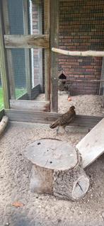 Temminck tragopaan fazant, Dieren en Toebehoren, Pluimvee, Meerdere dieren, Kip