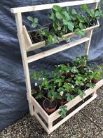 Aardbeienplantjes in pot. 🍓🍓🍓, Tuin en Terras, Planten | Tuinplanten, Halfschaduw, Vaste plant, Fruitplanten, Lente